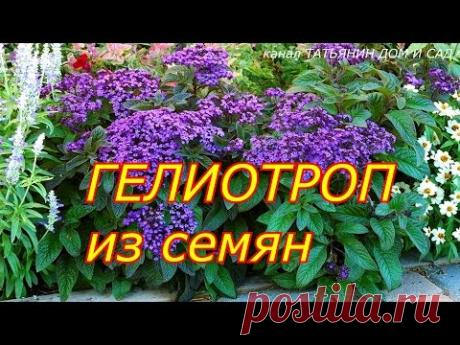 ГЕЛИОТРОП из семян
