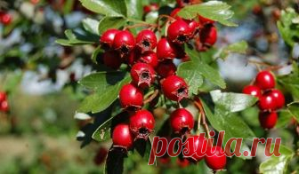 Боярышник полезные свойства и применение, народные рецепты Боярышник. Полезные свойства растения обусловлены содержанием в них флавоноидов (гиперозид, витексин, квер­цетин), процианидинов, тритерпеноидов, стеринов и других соединений. Препараты боярышника тонизируют сердечную мышцу, одно­временно уменьшая ее возбудимость, регулируют ритм сердца, тонус сосудистой системы