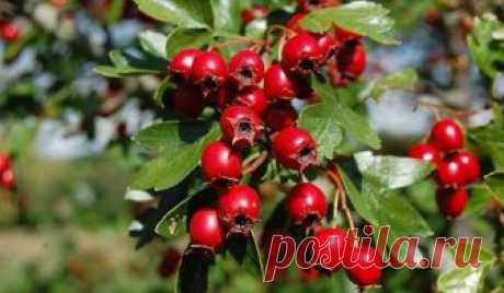 Боярышник полезные свойства и применение, народные рецепты Боярышник. Полезные свойства растения обусловлены содержанием в них флавоноидов (гиперозид, витексин, квер­цетин), процианидинов, тритерпеноидов, стеринов и других соединений. Препараты боярышника тонизируют сердечную мышцу, одно­временно уменьшая ее возбудимость, регулируют ритм сердца, тонус сосудистой системы