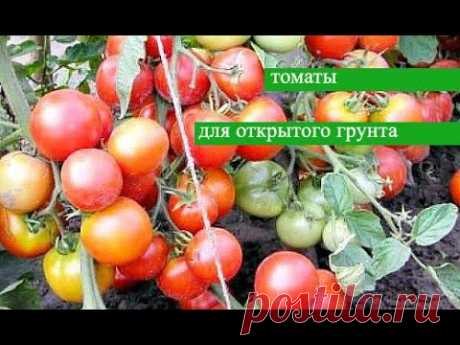 Самые урожайные сорта томатов в открытом грунте для холодных регионов, дают стабильный урожай