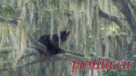 Выбраны лучшие фотографии дикой природы 2023 года | 23 ноября 2023 - ВФокусе Mail.ru