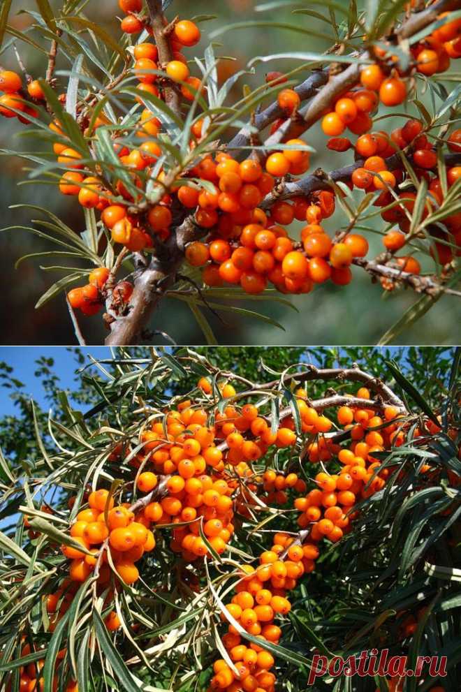 Облепиха: посадка, выращивание, уход. Сохраните любой пост с сайта 7dach.ru в Постиле и выиграйте призы от интернет-магазина Клуб Красоты. Чем больше постов - тем выше шансы. Розыгрыш состоится в понедельник, 30 января. В акции участвуют все посты, которые содержат этот текст или фото призов!