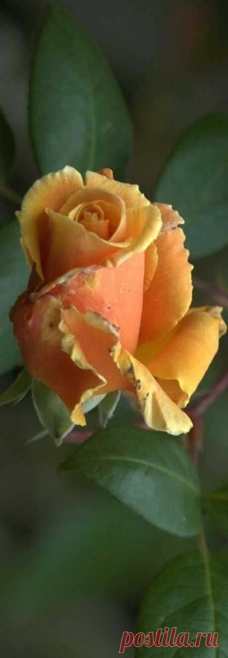 ♥*SZÉP RÓZSÁK*♥ 