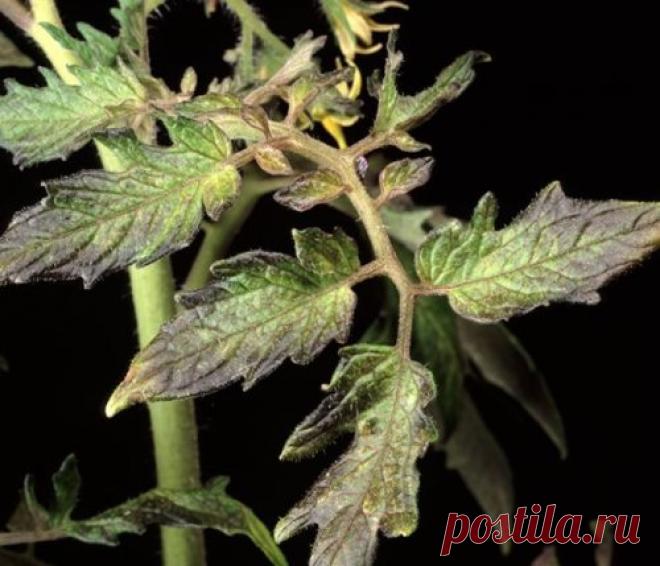 Чего не хватает томатам? | На грядке (Огород.ru)