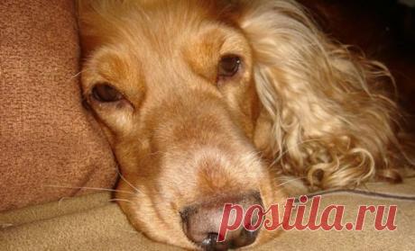 Самые богатые питомцы в мире / Питомцы