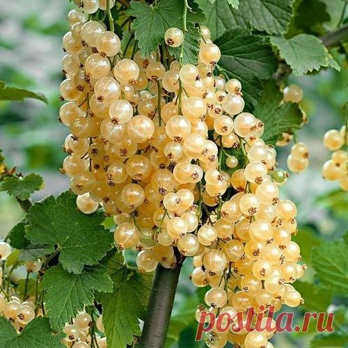 Смородина на штамбе