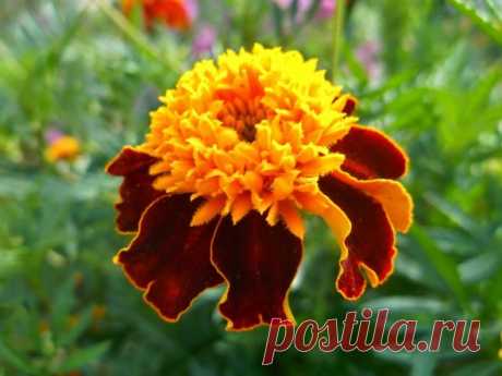 Какие цветы цветут все лето на улице: топ-10 с фото