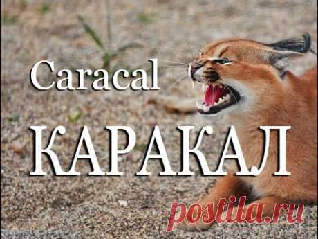 Каракал — Caracal - YouTube