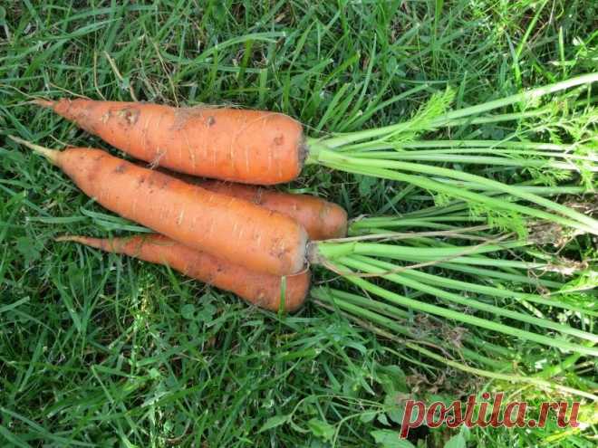 Раньше моя морковь росла «деревянной», а теперь она сочная и сладкая — мои 4 главные подкормки | Собираем урожай | Яндекс Дзен