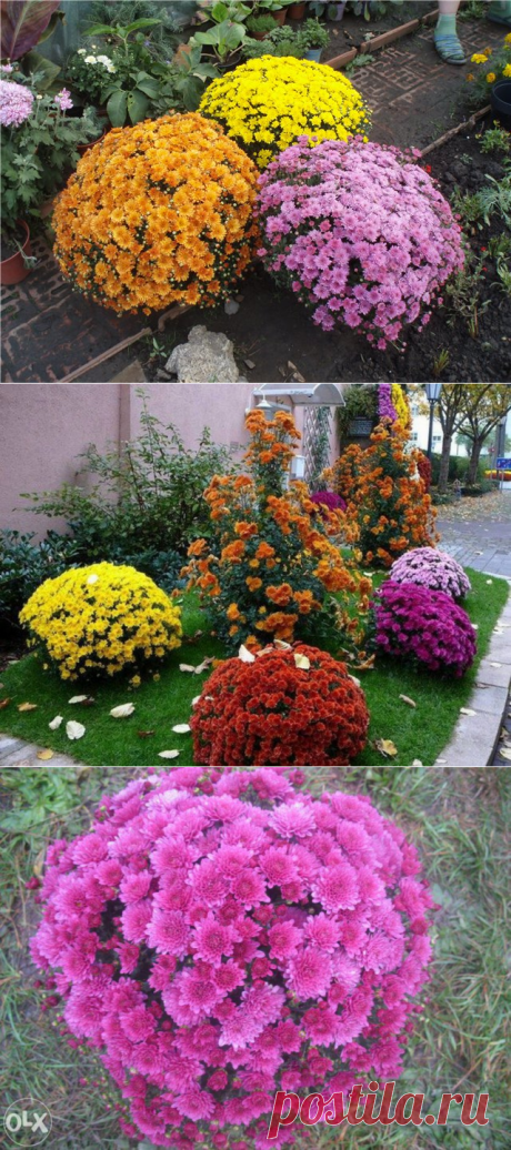 Цветущий шар мультифлора — 6 соток