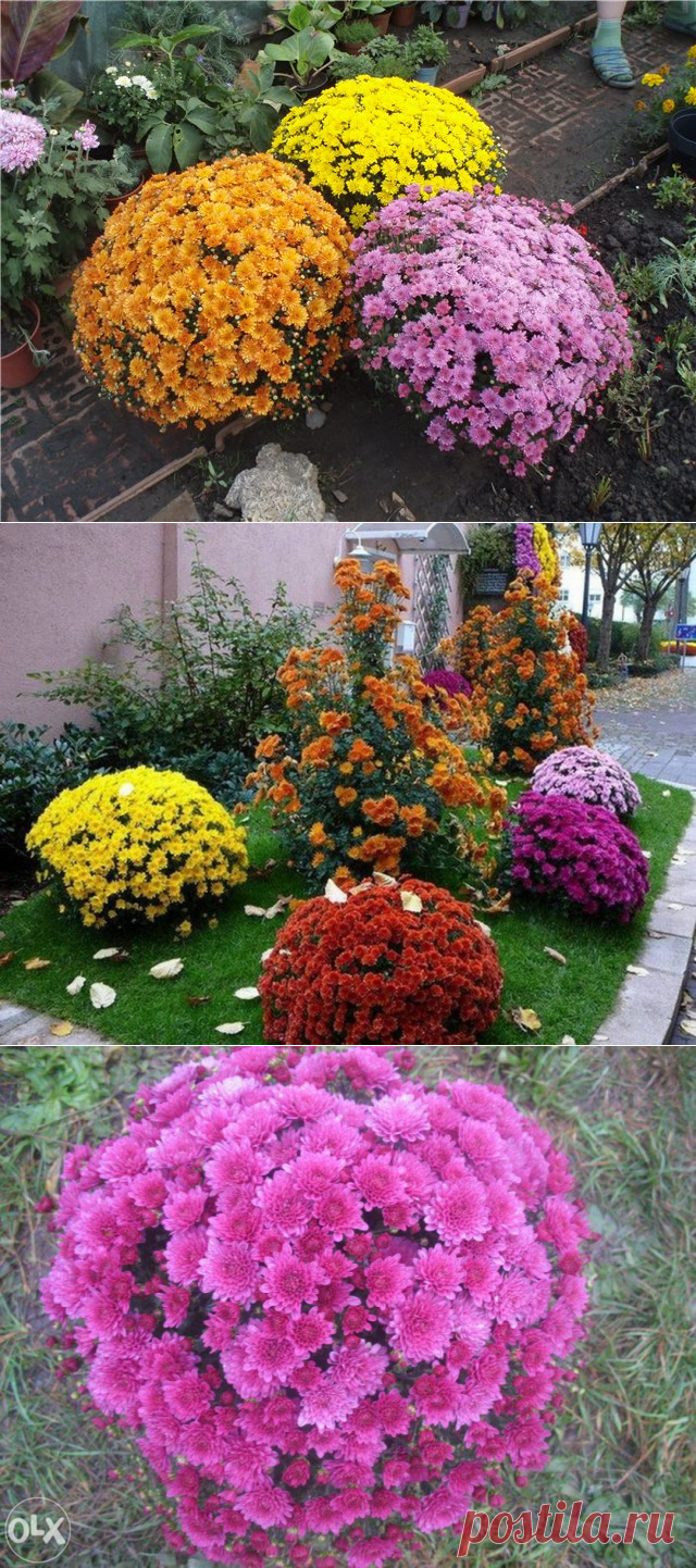 Цветущий шар мультифлора — 6 соток