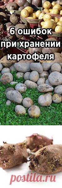6 ошибок при хранении картофеля, или Почему картофель плохо хранится