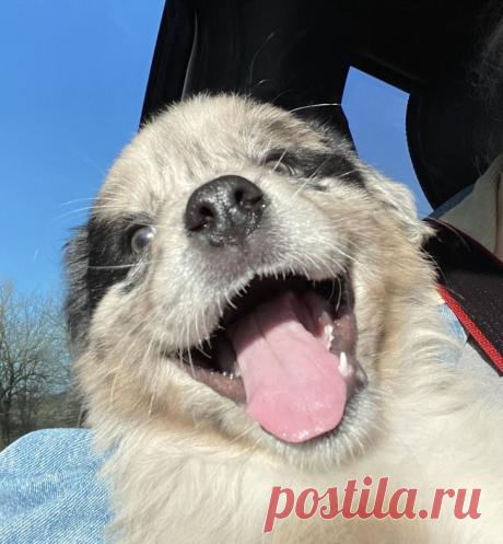 Улыбающиеся собаки, глядя на которых хочется самому расплыться в улыбке / Питомцы