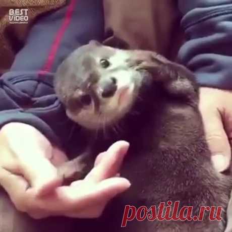 Больше ласки! Ещё больше..