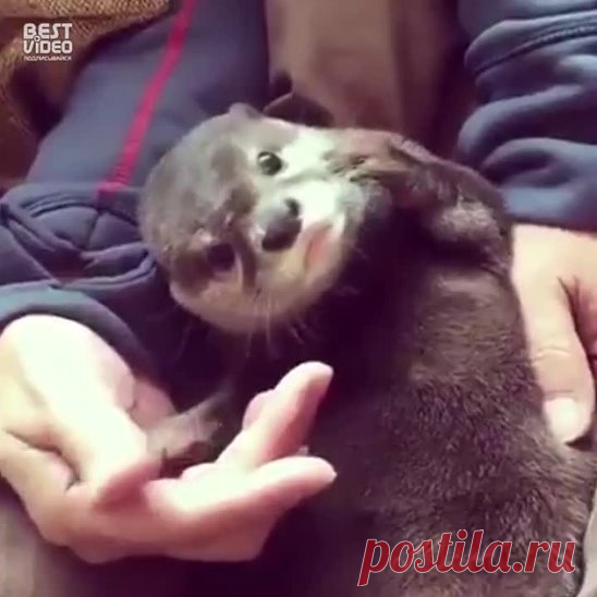 Больше ласки! Ещё больше..