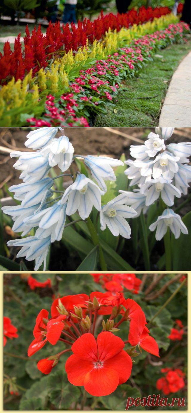 Растения, которые украсят садовую дорожку