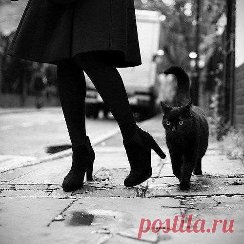 ...А кошка у ног неизвестной породы... Учила её чувству гордой свободы...
Учила гулять по обшарпанной крыше...Учила, что люди почти что как мыши...
И если любить, то не жалких, не слабых....И если уж падать, то только на лапы..