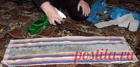 Выращиваем рассаду без земли, на полоске из целлофанового пакета - Садоводка