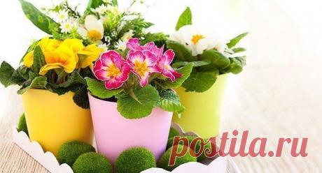 Подкормка комнатных цветов без химии.