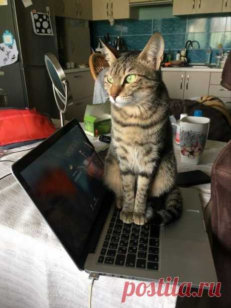 Игры с кошками. Самые популярные вопросы зоопсихологу. | Дневник кошатницы | Яндекс Дзен