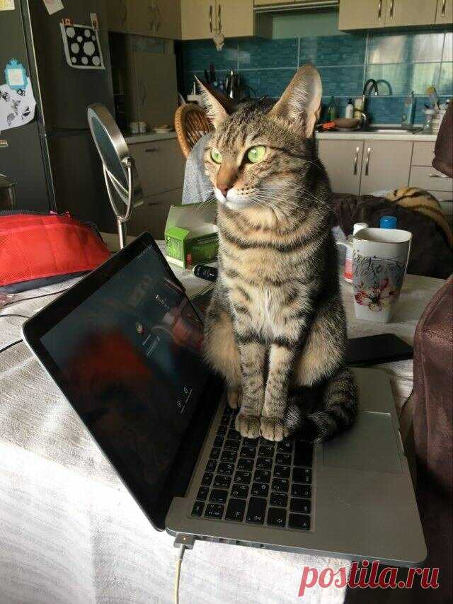 Игры с кошками. Самые популярные вопросы зоопсихологу. | Дневник кошатницы | Яндекс Дзен