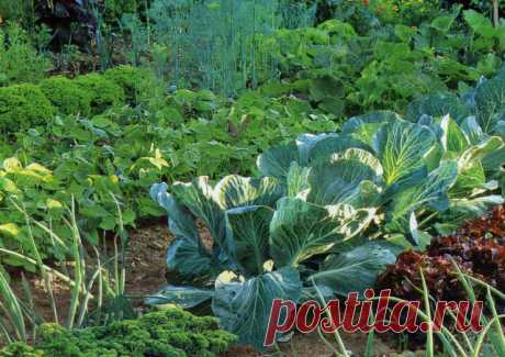 Правила добрососедства и совместимости на огороде