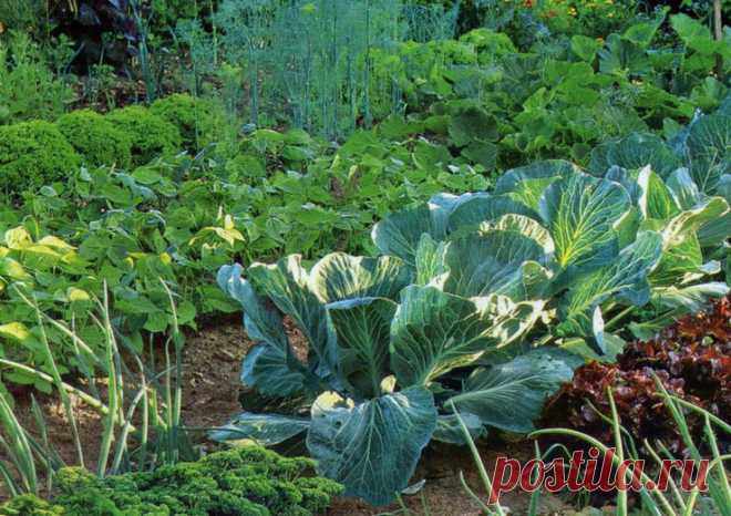 Правила добрососедства и совместимости на огороде