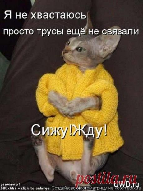 С миру по нитке ... | Четвероногий юмор