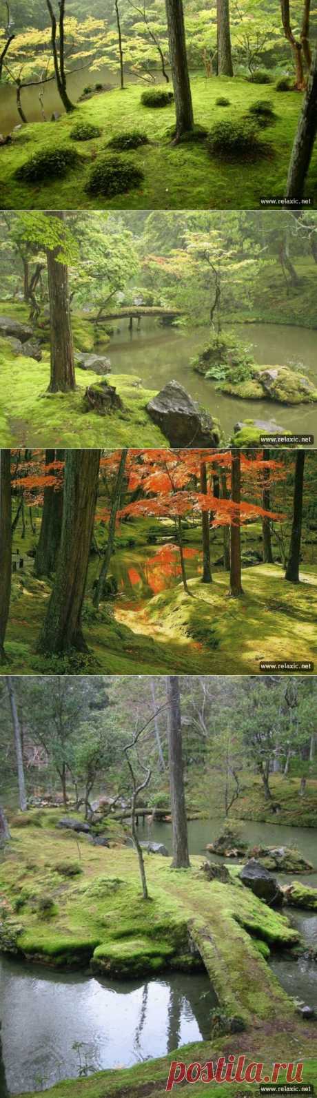 Японский сад мха (15 фото) | Релаксик