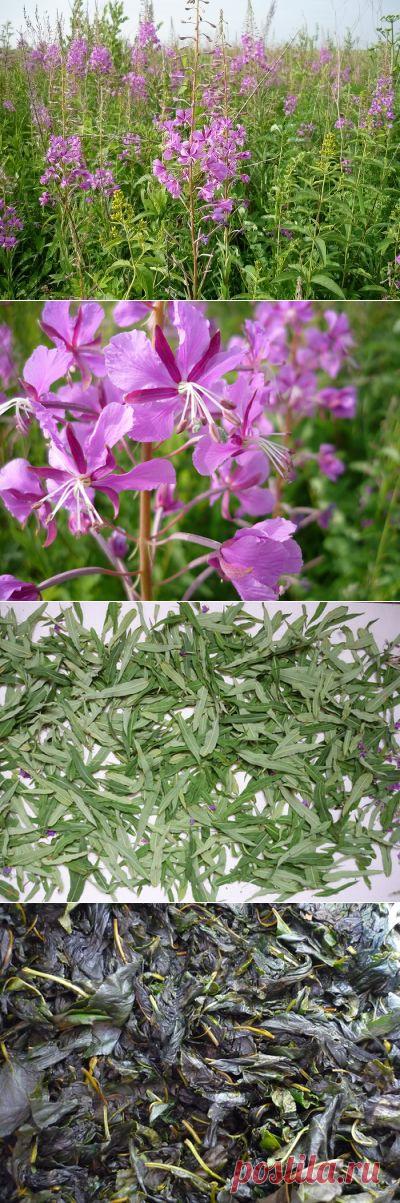 Ферментация иван-чая (кипрея узколистного), а также других трав, приготовление травяных чаев в домашних условиях