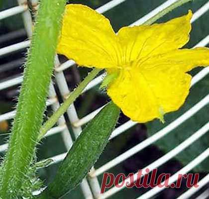 Причины засыхания и опадания завязей на огурцах