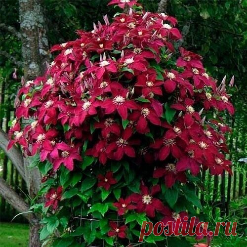 ✮ КАК И КУДА ПРАВИЛЬНО ПОСАДИТЬ КЛЕМАТИС!⁣✮ 
⠀⁣
..