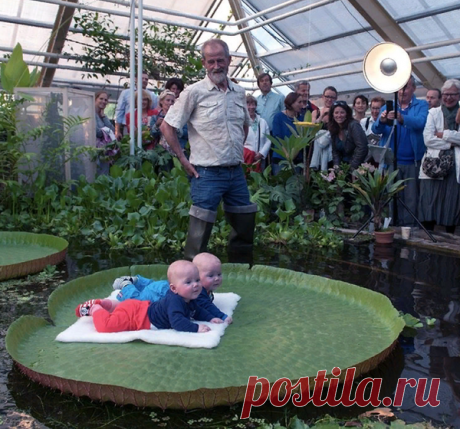 Вы должны увидеть эти безумные гигантские кувшинки | Школа Цветоводства | Яндекс Дзен