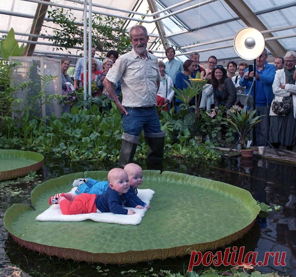 Вы должны увидеть эти безумные гигантские кувшинки | Школа Цветоводства | Яндекс Дзен