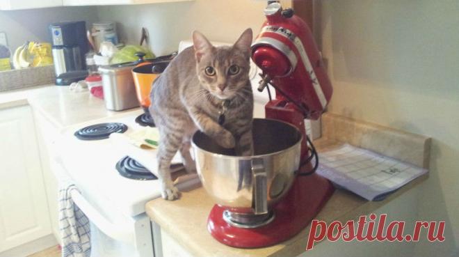 Животные, пойманные на месте преступления и утверждающие, что это не то, чем кажется Как ни крути, домашние животные обладают довольно ограниченными возможностями в плане развлечения, поэтому некоторые из них так любят хулиганить. Сексуальное влечение к мягким игрушкам, проверка своих…