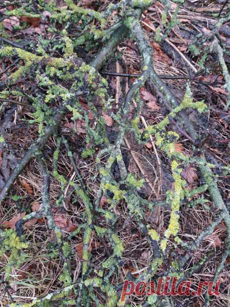 Как победить эту болезнь на яблони? На фото ветки , которые мы обрезали