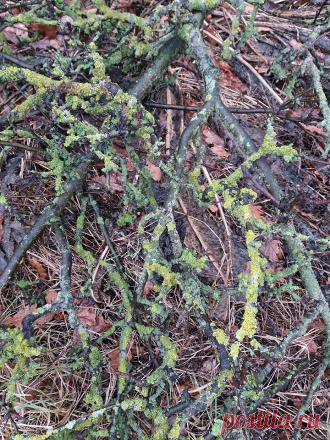 Как победить эту болезнь на яблони? На фото ветки , которые мы обрезали