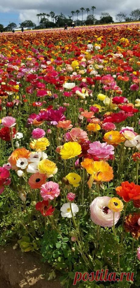 Самые невероятные растения планеты