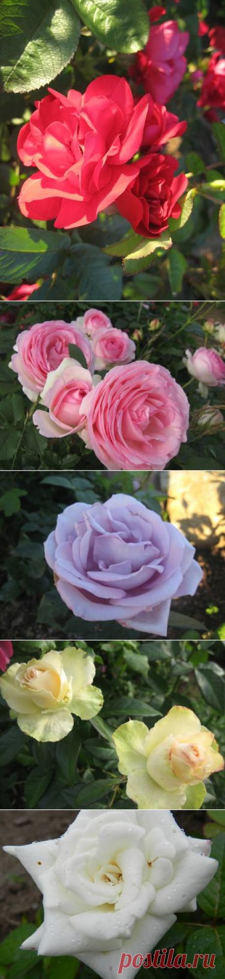 СОРТА И ХАРАКТЕРИСТИКИ САДОВЫХ РОЗ | Самоцветик