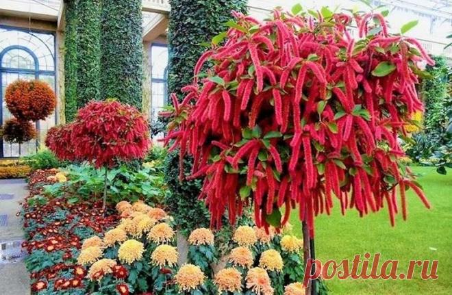 Сказочная красота и буйство соцветий почти круглый год! Любимец цветоводов и дизайнеров | GardenLife | Яндекс Дзен