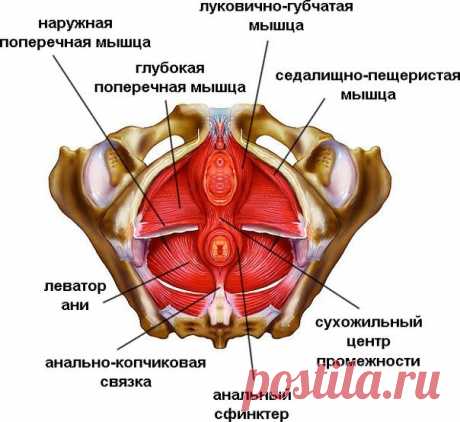 Упражнения Кегеля для женщин в домашних условиях: как выполнять до и после родов, беременным, при недержании мочи, геморрое и других показаниях, видео, фото и отзывы