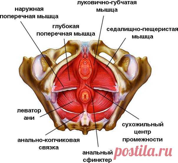 Упражнения Кегеля для женщин в домашних условиях: как выполнять до и после родов, беременным, при недержании мочи, геморрое и других показаниях, видео, фото и отзывы