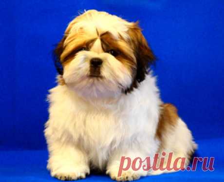 Щенки ши-тцу - Купить щенка ши-тцу Москва - Питомник ши-тцу Москва - щенки ши-тцу