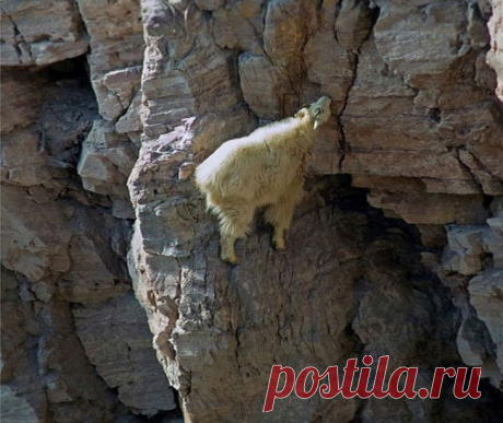22 фотографии о том, что горные козлы чертовски бесстрашны