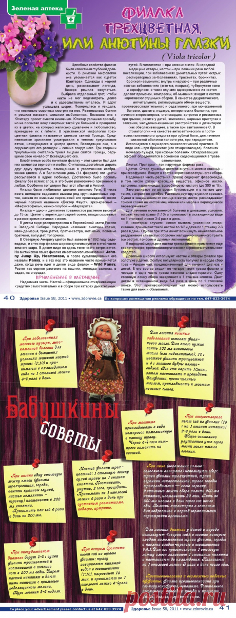 Фиалка трехцветная или анютины глазки