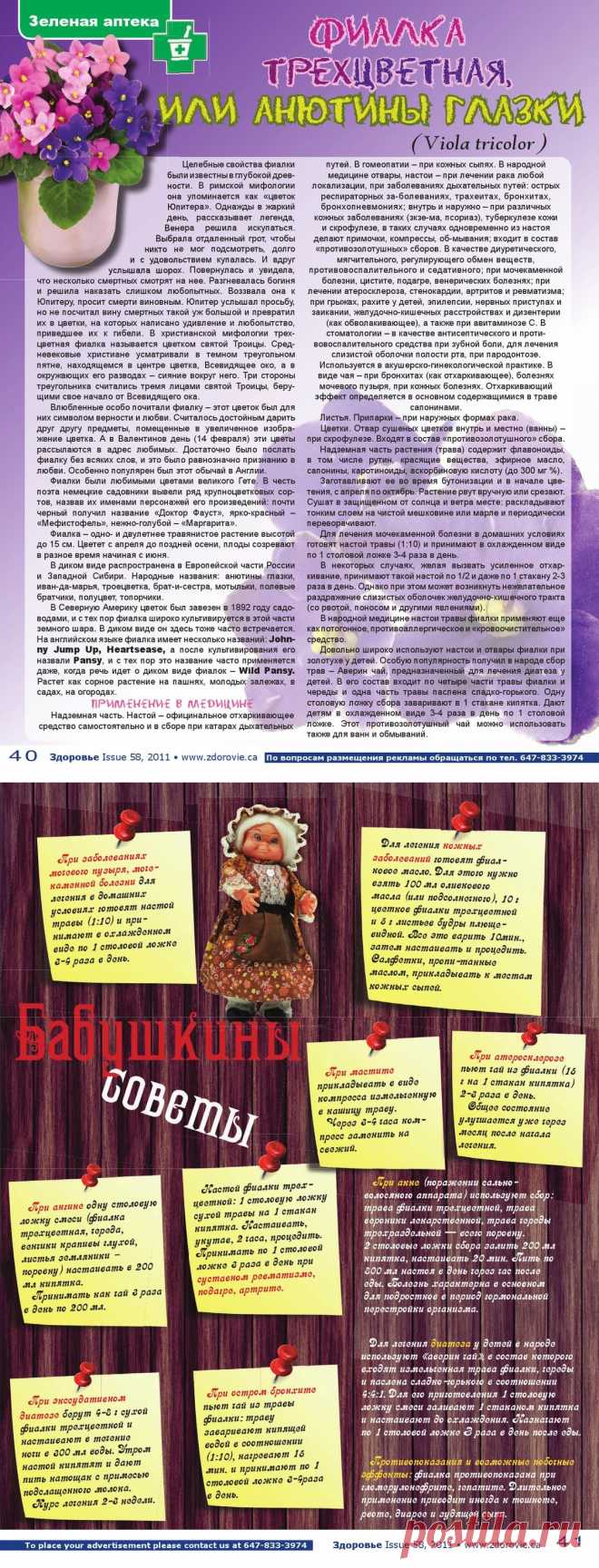Фиалка трехцветная или анютины глазки