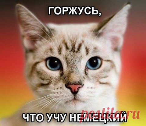 📚 Модальные глаголы в немецком языке / Изучение немецкого языка