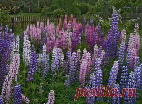 Художник Сергей Гнедой: всего и надо, что вглядеться | Живопись | Дзен