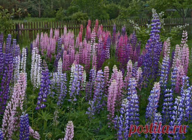 Художник Сергей Гнедой: всего и надо, что вглядеться | Живопись | Дзен