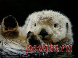 Планета Земля и Человек: На Аляске массово гибнут каланы